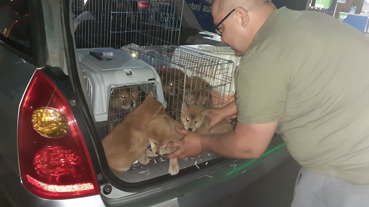 Maďarský pár měl auto plné neregistrovaných psů. U Brna ho dopadli celníci